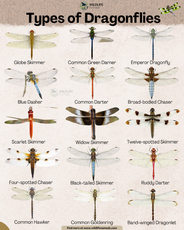 Types-of-dragonflies-infographic-by-wildlife-nomads.webp Types of Dragonflies infographic showing 15 species
