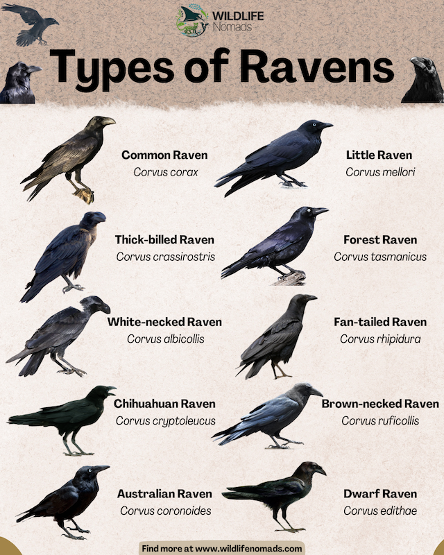 Types of Ravens infographic showing 10 of them