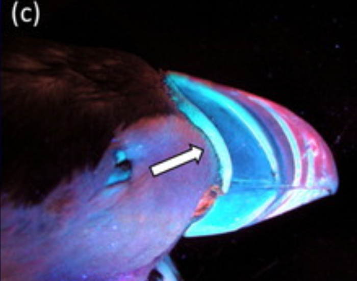 UV-beak-puffin.webp close up of a puffin's beak under UV light