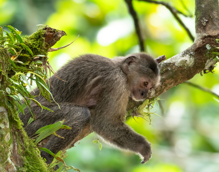 Weeper-Capuchin-Cebus-olivaceus.webp Weeper Capuchin on top of a tree