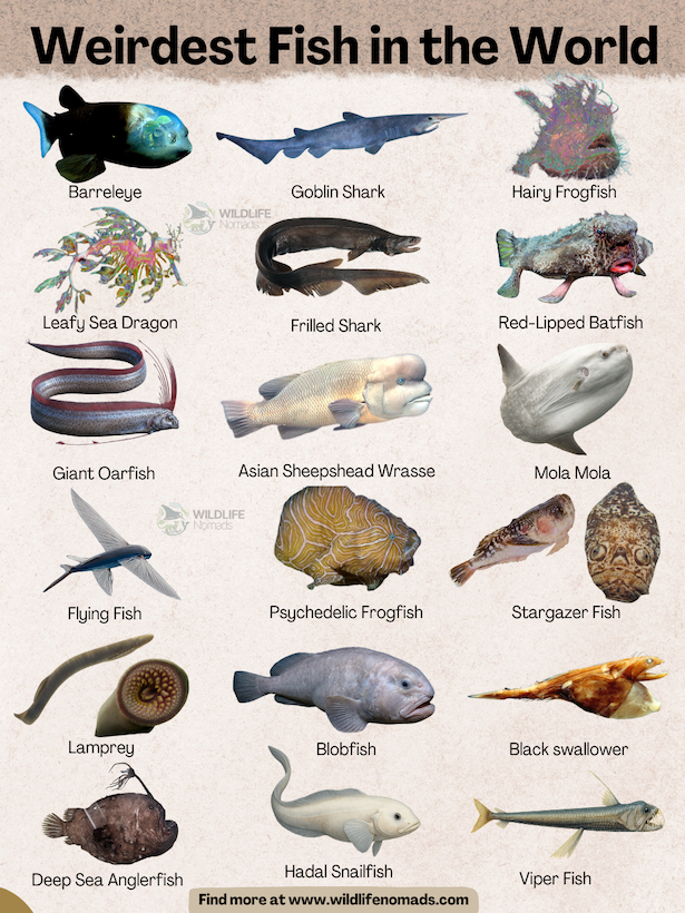 Weirdest-Fish-in-the-World-Updated-2026-infographic.webp Weirdest Fish in the World showing 18 species