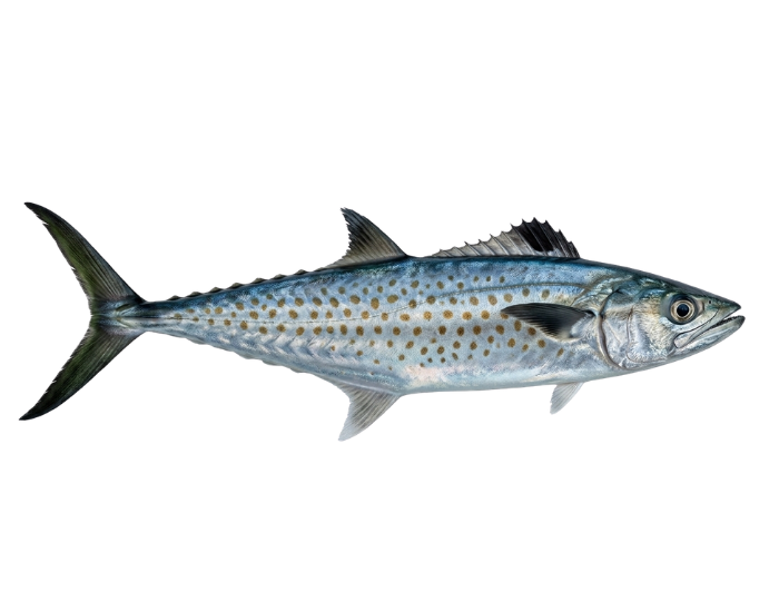 West-African-Spanish-mackerel-Scomberomorus-tritor.webp West African Spanish mackerel with white background