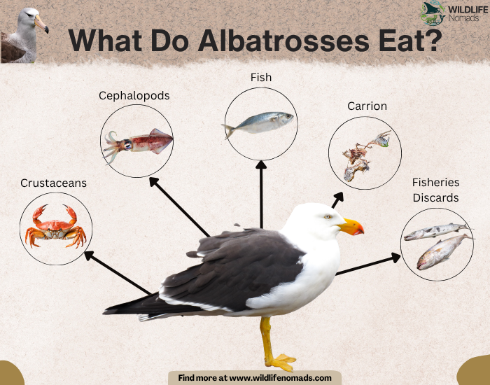 What-Do-Albatrosses-Eat.webp What Do Albatrosses Eat? infographic showing its main five sources