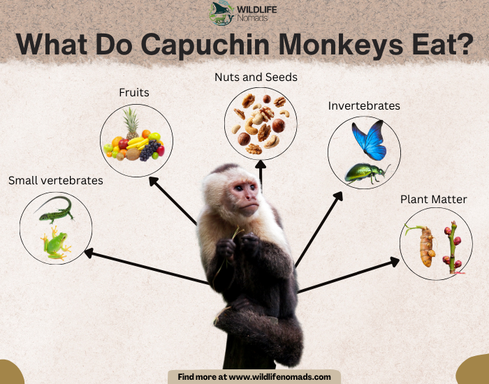 What-Do-Capuchin-Monkeys-Eat.webp What Do Capuchin Monkeys Eat? infographic