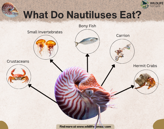 What Do Nautiluses Eat? infographic