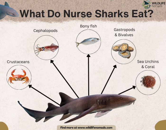 What-Do-Nurse-Sharks-Eat.webp infographic showing the diet of nurse sharks