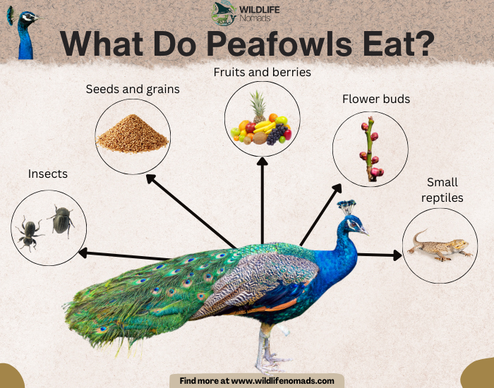 What-Do-Peafowls-Eat.webp peafowl diet infographic showing main 5 sources