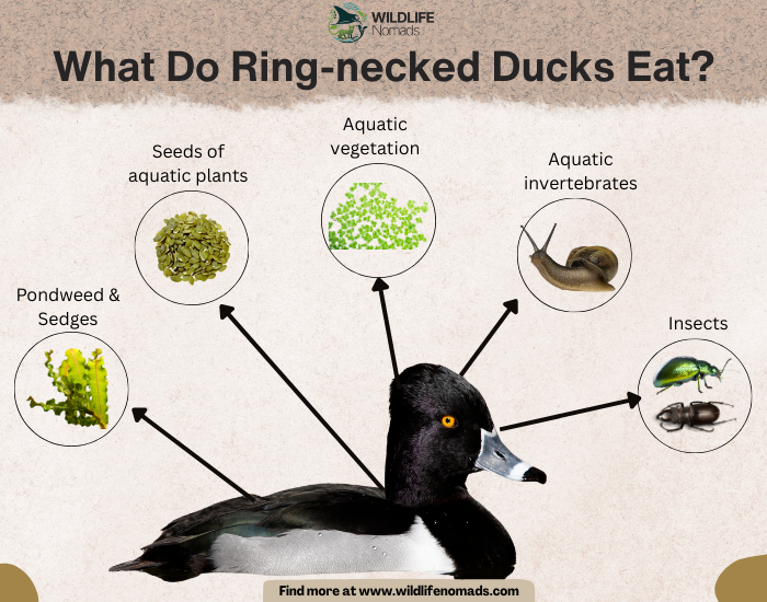 What-Do-Ring-necked-Ducks-Eat.webp What Do Ring-necked Ducks Eat? infographic showing the main food sources