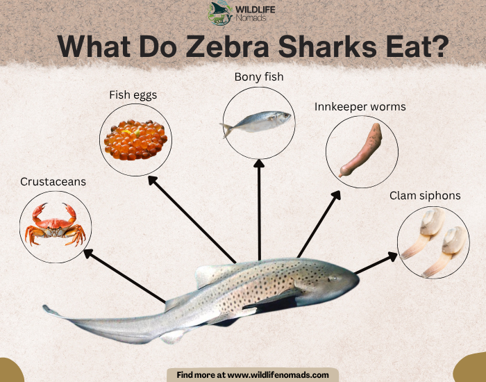 What-Do-Zebra-Sharks-Eat.webp What Do Zebra Sharks Eat? infographic showing it main five food sources like crustaceans and fish egg