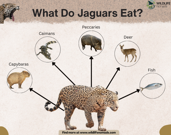 infographic showing the five main sources of food of a jaguar