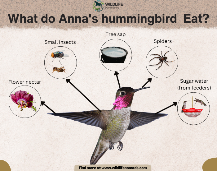 What-do-Annas-hummingbird-Eat-diet-by-wildlife-nomads.webp anna's hummingbird diet infographic showing main food sources