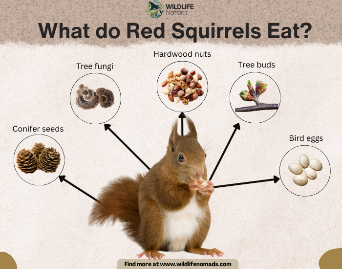 What-do-Red-Squirrels-Eat-diet-by-wildlife-nomads.webp infographic showing the main 5 food sources of red squirrels | diet
