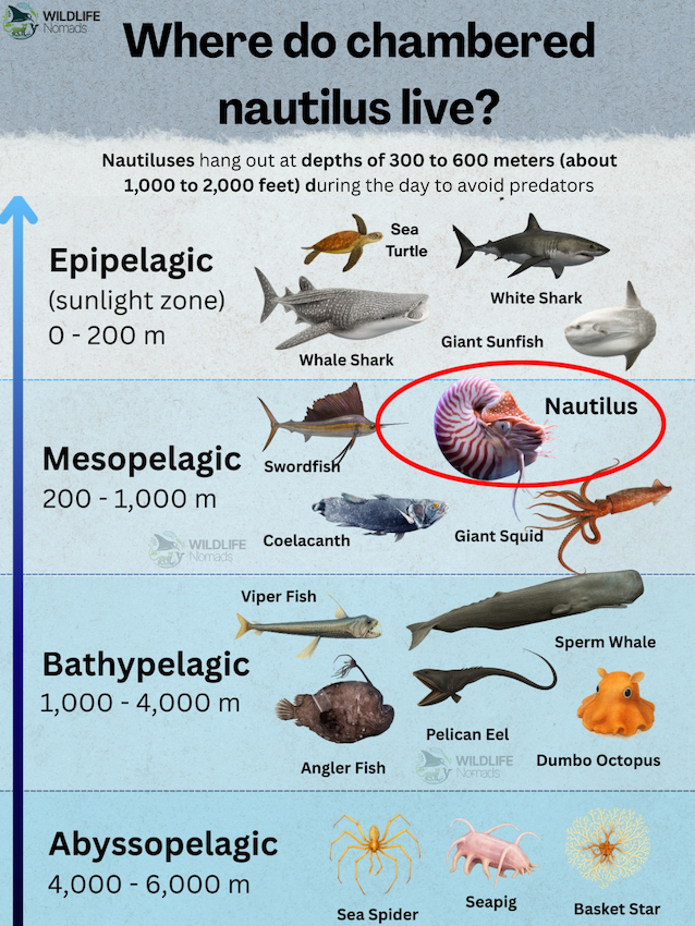 infographic describing ocean layers and where nautiluses live
