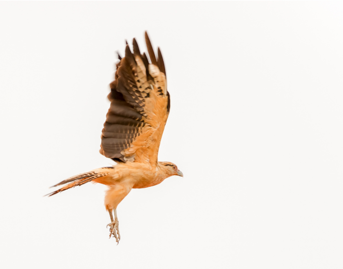 White Hawk flying