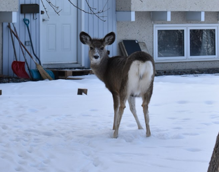 White-tailed Deer in winter in a residential area