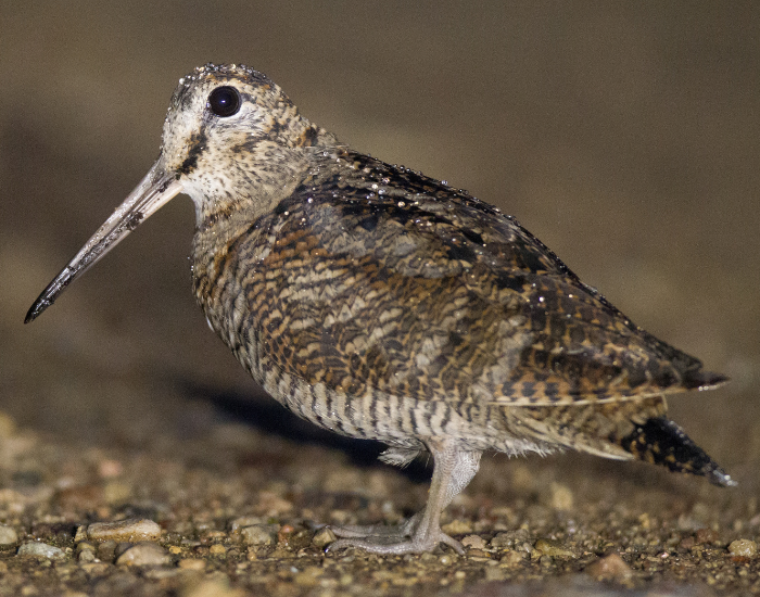 close up of a woodcock standing on the ground