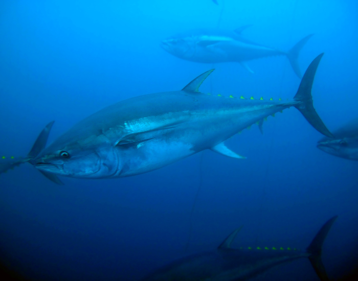 Yellow-fin-tuna.webp Yellow fin tuna swimming underwater