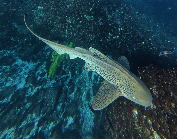 ZEBRA-SHARK-australia.webp zebra shark swimming underwater
