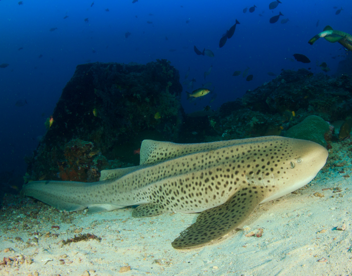 ZEBRA-SHARK-ocean-floor.webp zebra shark on the ocean bottom