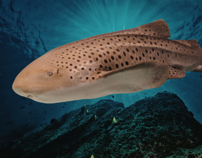 ZEBRA-SHARK-underwater.webp close up of a leopard shark swimming underwater