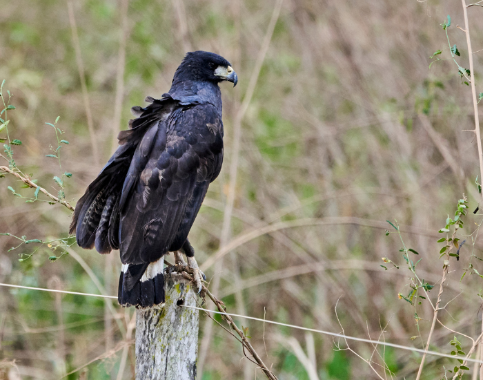  Zone-tailed Hawk standing on a wooden pole
