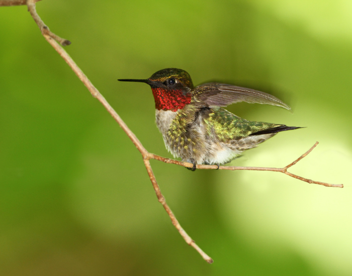 about-to-fly-ruby-throated-hummingbird-flying-on-flower.webp ruby throated hummingbird perched on a tree branch