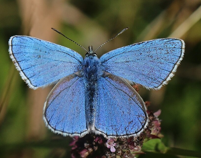 adonis blue butterfly an adonis blue butterfly perched ona plant in the wild