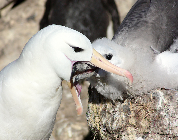 albatros-feeding.webp a parent albatross feeding its chick