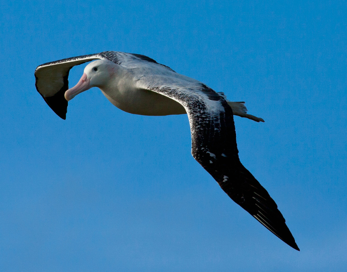 albatross-flying.webp flying albatros