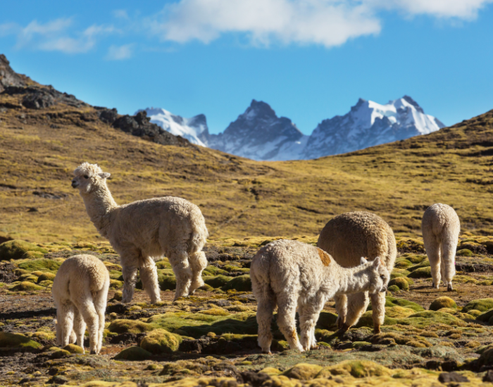 herd of alpacas grazing with mountains on the background