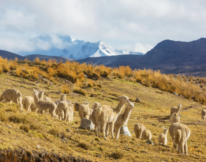 herd of alpacas in the wild