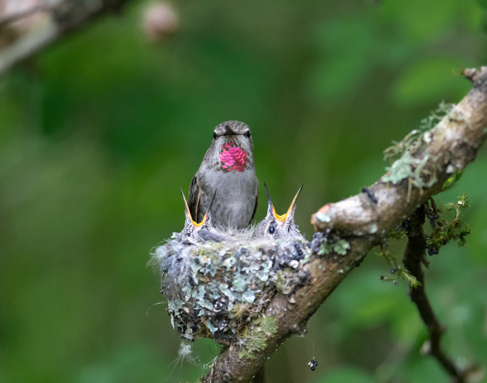 annas-hummingbird-nest-chicks.webp anna's hummingbird on its nest