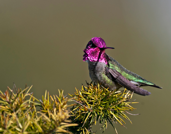 anna's hummingbird in a tree