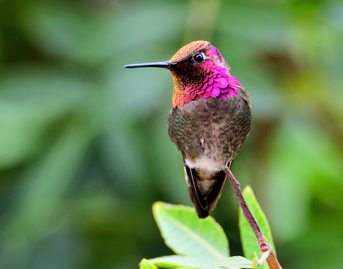 annas-hummingbird-wild.webp anna's hummngbird standing on a tree branch
