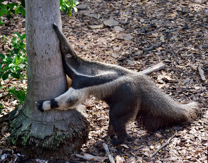 anteater-tree.webp giant anteater climbing a tree