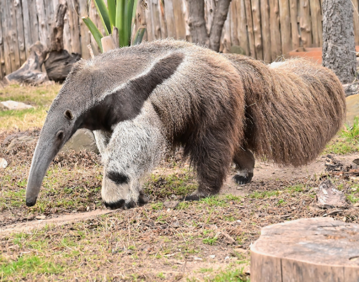 anteater walking in the wild