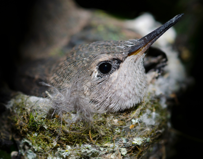 baby-Annas-hummingbird-Calypte-anna-flying.webp close up of a baby anna's hummingbird on its nest