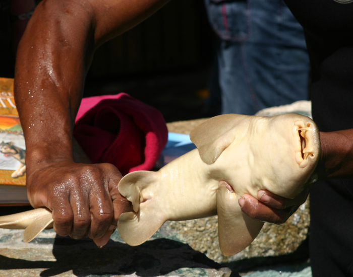 baby-nurse-shark.webp human hands holding a baby nurse shark