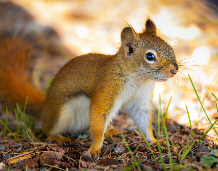 baby-squirrel-ground.webp young red squirrels in its natural habitat
