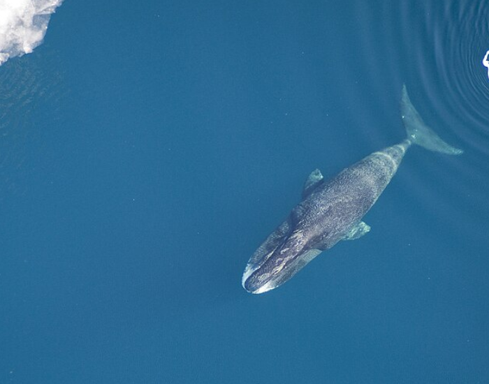 back-of-bowhead-whale-drone-photo.webp bowhead whale drone photo on arctic waters