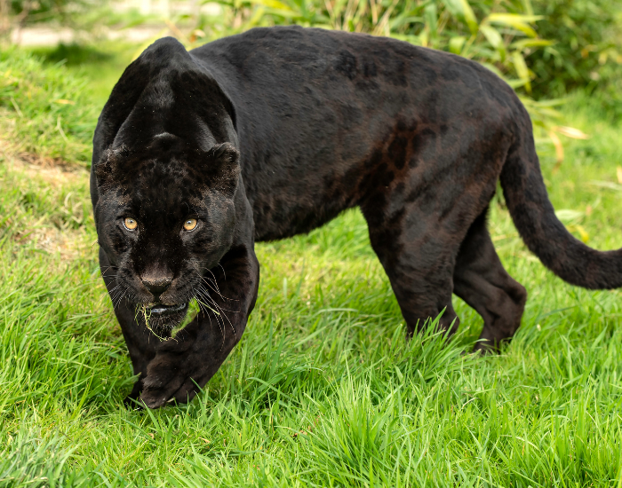 black jaguar or panther walking on grassfield