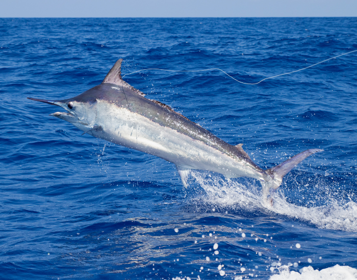 sailfish jumping in the ocean's surface