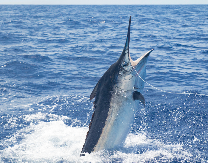 black marlin leaping from the ocean surface showing its bill and dorsal fin
