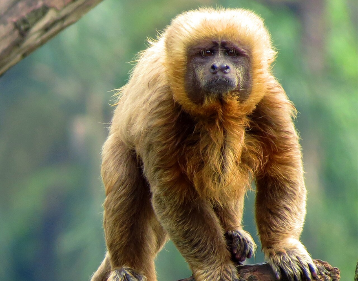 blond-Capuchin-sapajus-flavius.webp Blond Capuchin close up