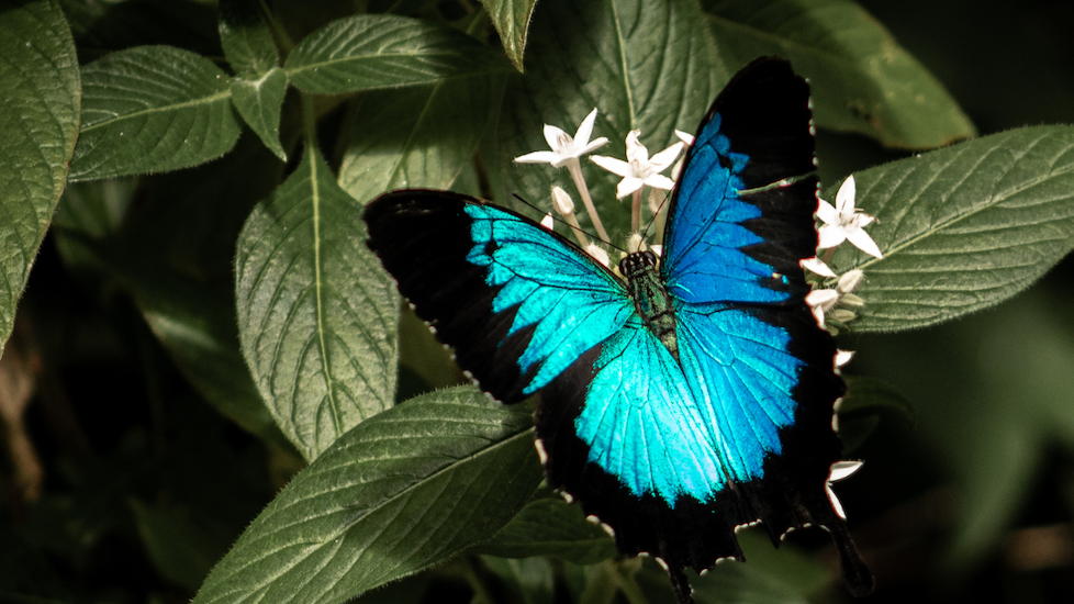 close up of a blue butterfly perched ona. plant