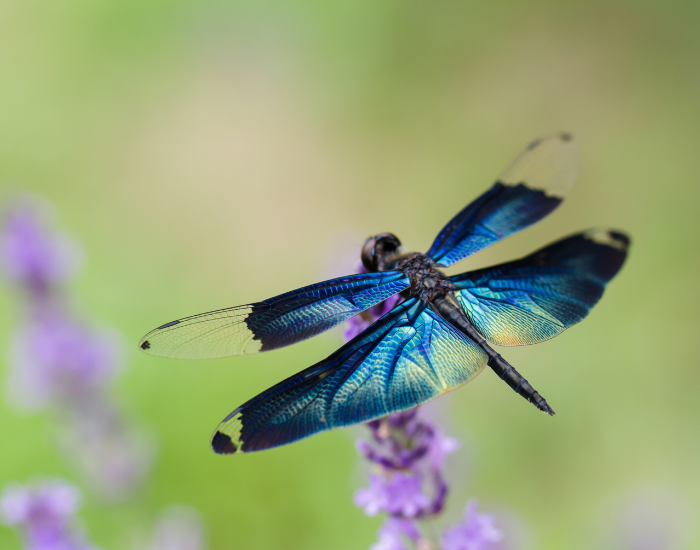 blue dragonfly standing on a flower