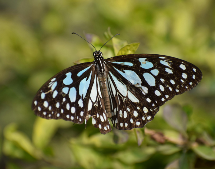 blue-tiger-butterfly.webp blue butterfly standing on a plnt