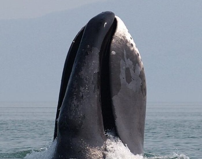 bowhead whale breaching