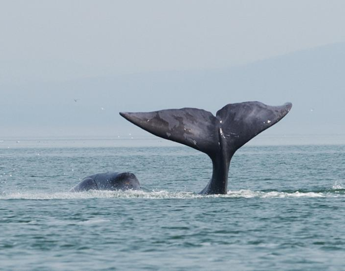 bowhead-whale-tail.webp tail of a bowhead whale