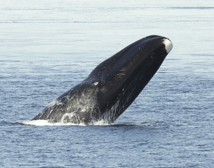 bowhead-whale-wild.webp bowhead whale breaching in the ocean